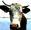 La maladie de la vache folle...
